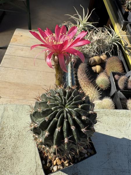 Lobivia hertrichiana